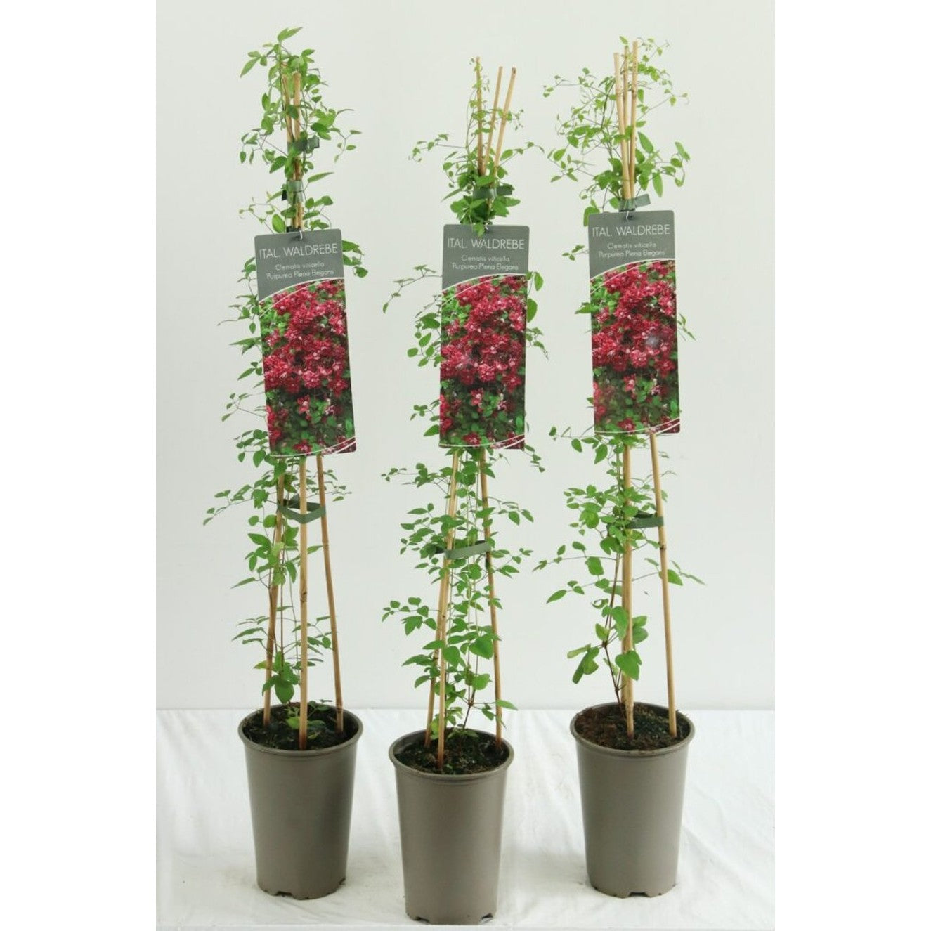 Klematis – Clematis 'Purpurea Plena Elegans' - C2 60-80 CM Stick